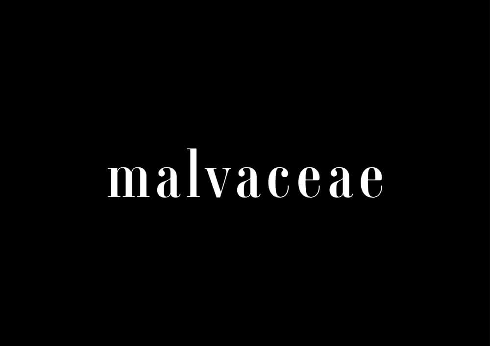 malvaceaeロゴ3