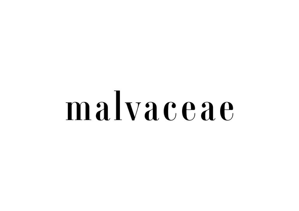 malvaceaeロゴ4