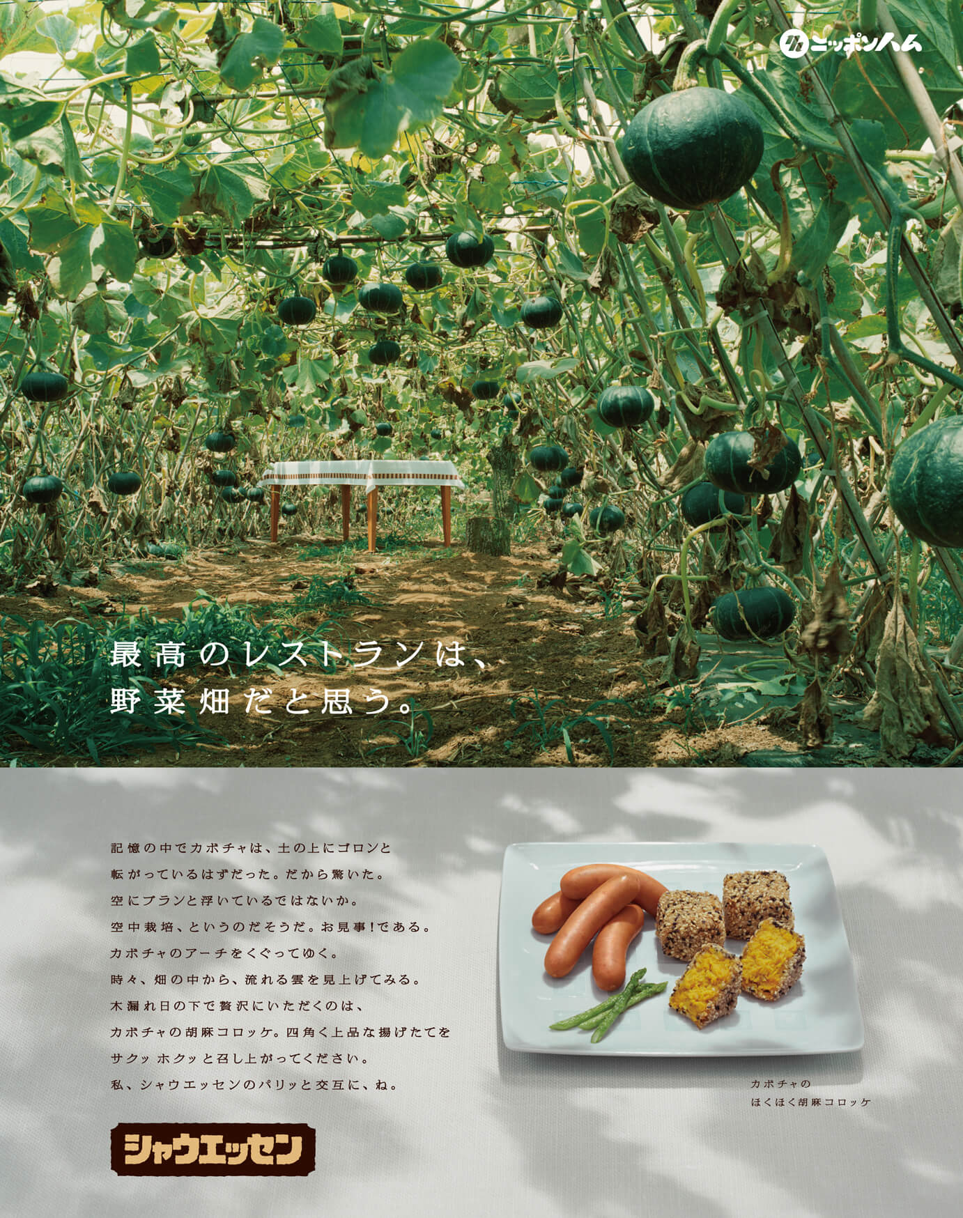 かぼちゃ畑の画像